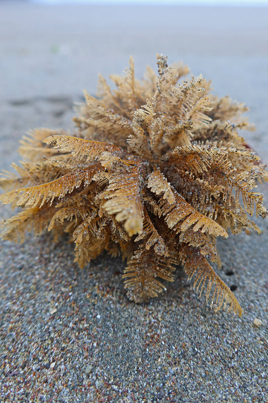 odd seaweed