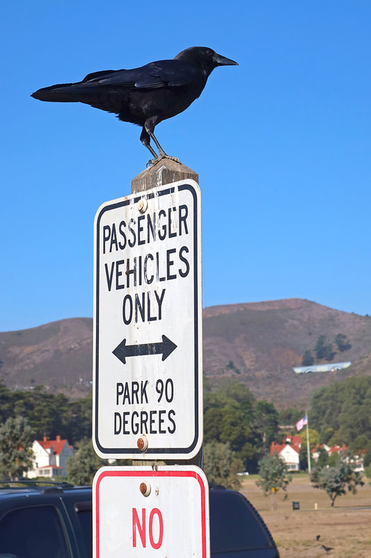 Crow on parking sign