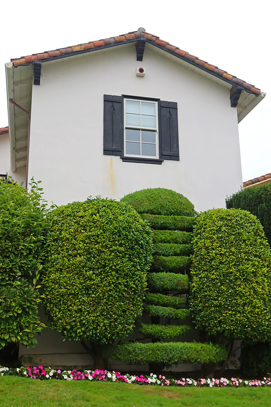 odd bush in front of house