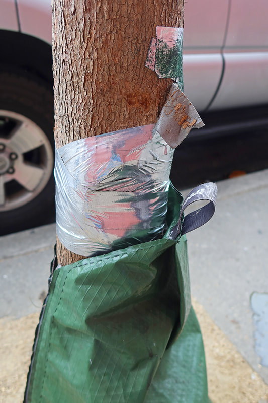 silver tape on tree