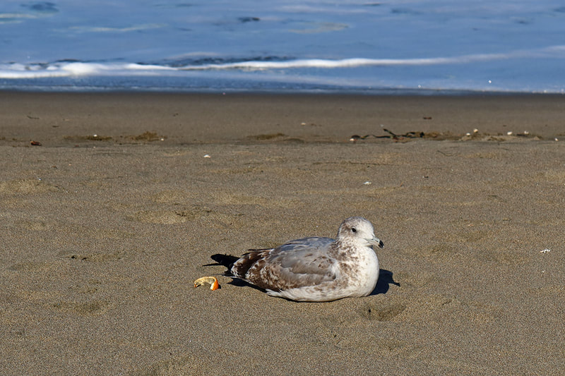 seagull with orange peel