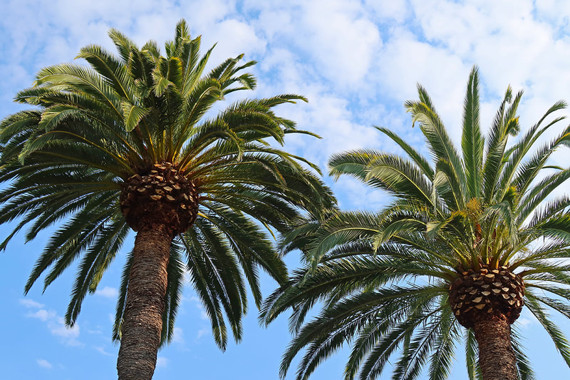 two palm trees