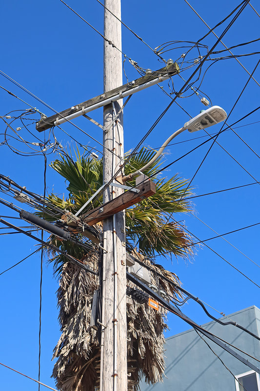 phone pole and palm tree