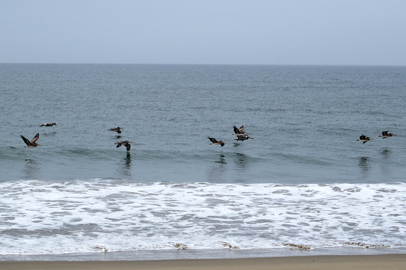 pelicans flying low near beach