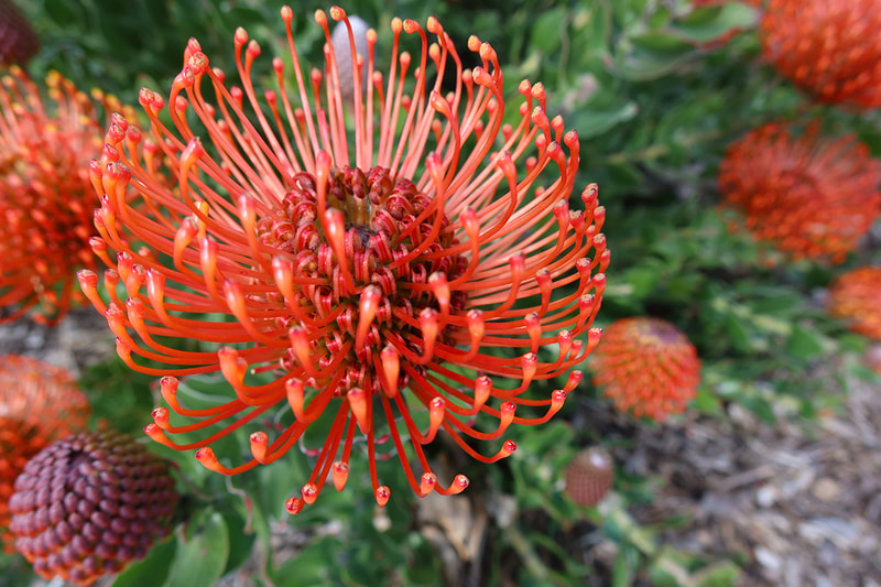protea pincushion flower, deep orange