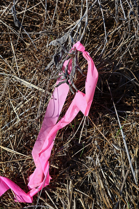 pink ribbon in grass