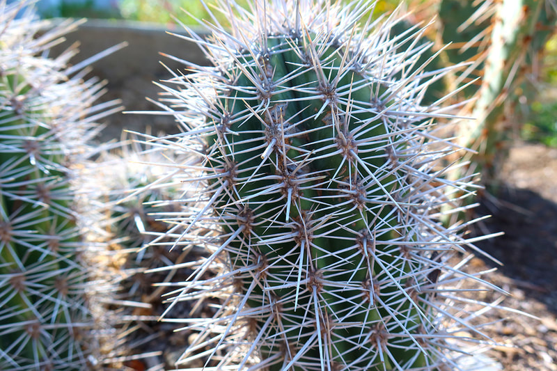 cactus with sharp spikes