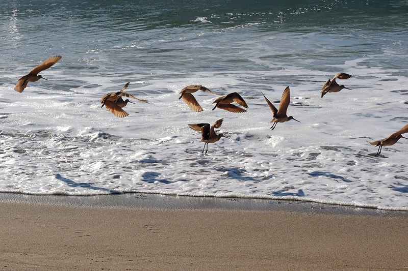 birds and waves