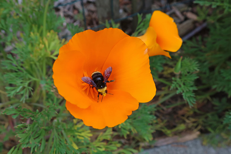 bumble bee in CA poppy 