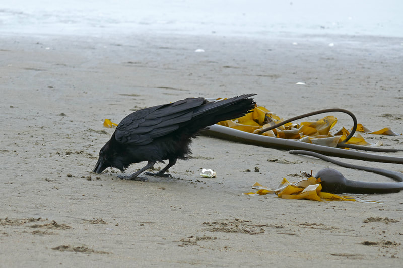 raven on the beach with seaweed
