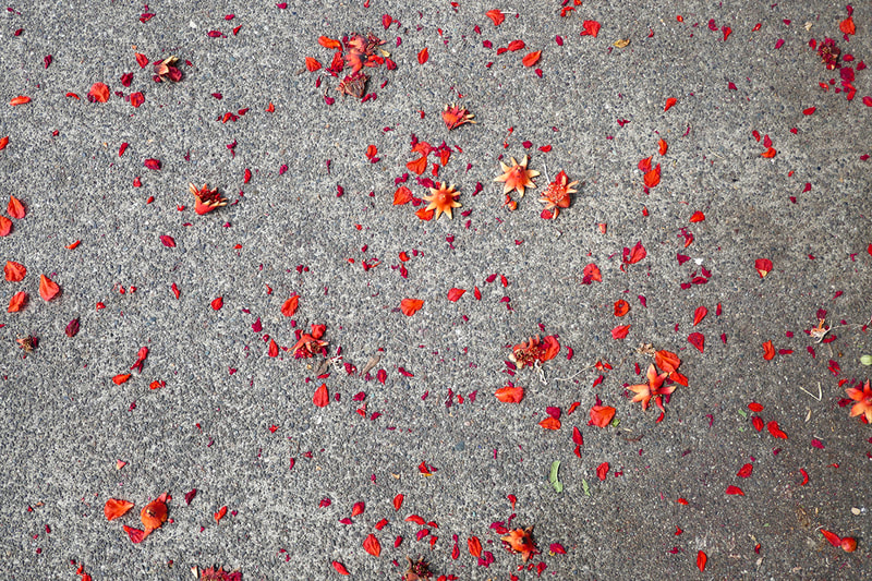 red flower pedals on sidewalk
