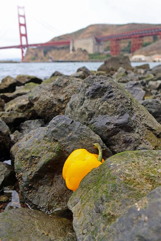 yellow bell pepper on beach rocks