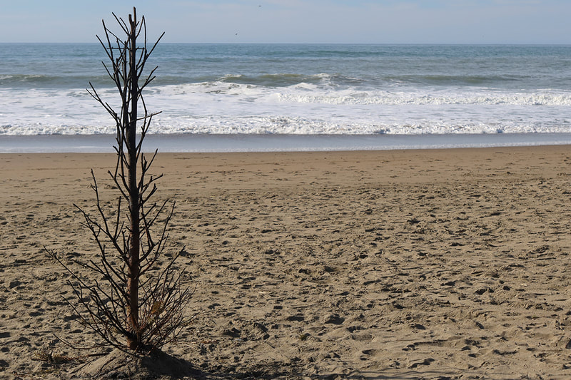 dead burned xmas tree on beach
