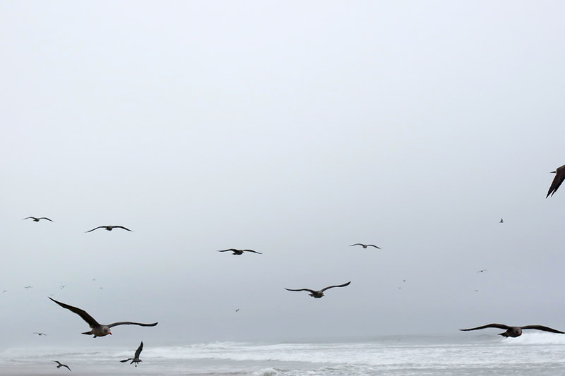 seagulls flying at beach