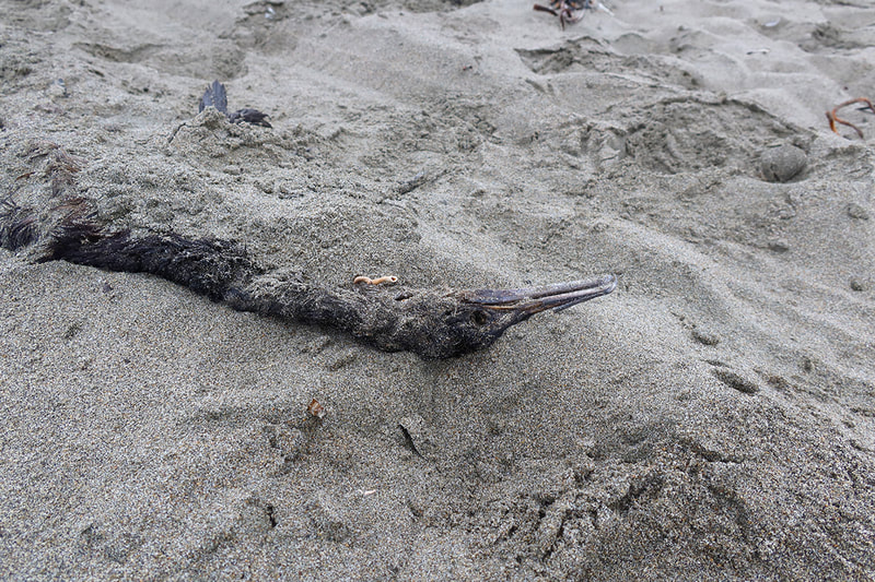 dead seabird on beach