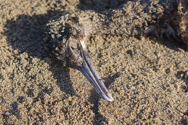 dead bird on beach