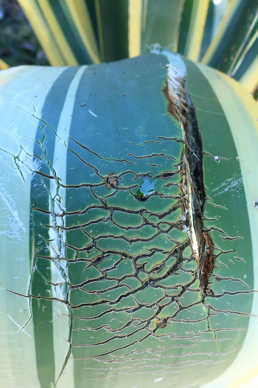 tropical plant with scar