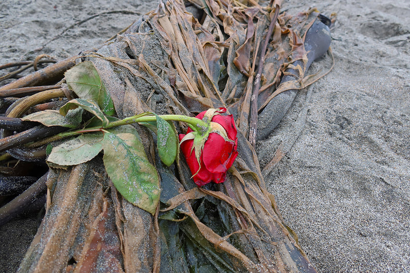 red rose on beach