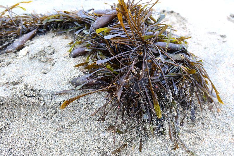 interesting seaweed