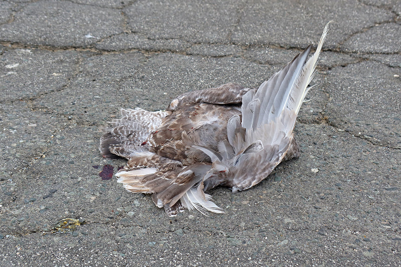 dead bird on pavement
