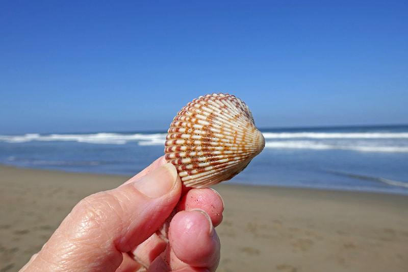 hand holding seashell