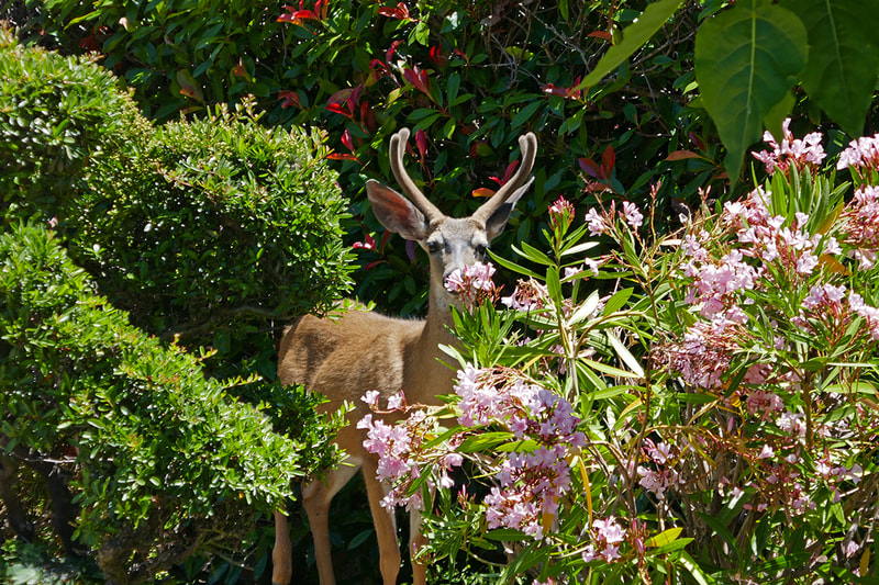 deer hiding bushes