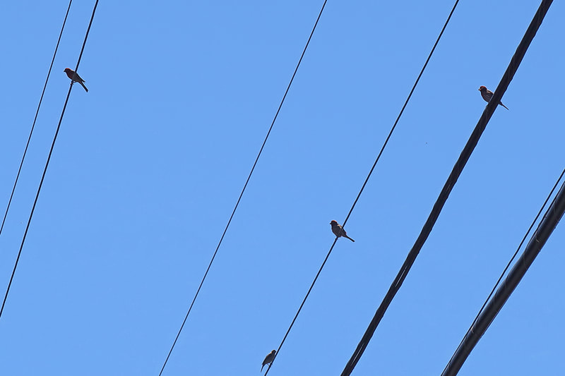 birds on electrical wires