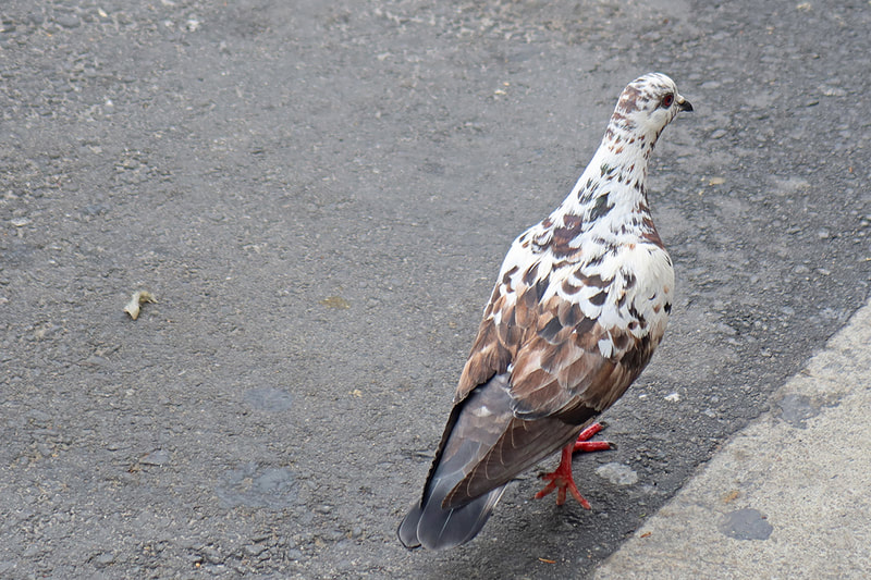 brown and white pigeon 