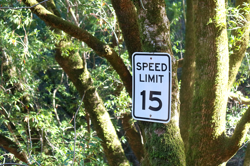speed limit sign on trees