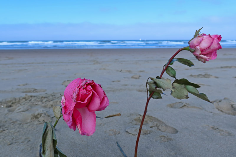two roses on beach