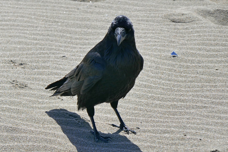 raven looking at camera