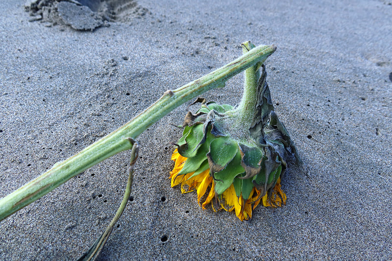 sunflower in sand