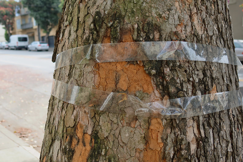 tape on tree bark