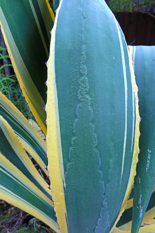 imprint on tropical plant