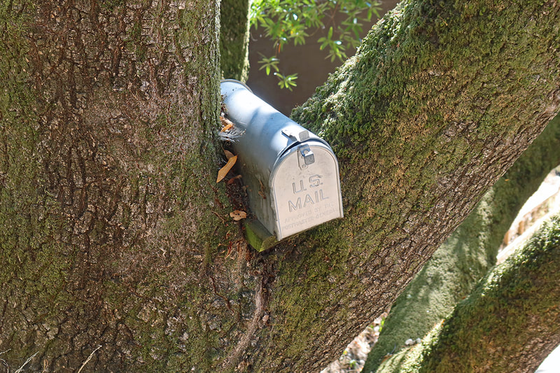 mailbox in tree