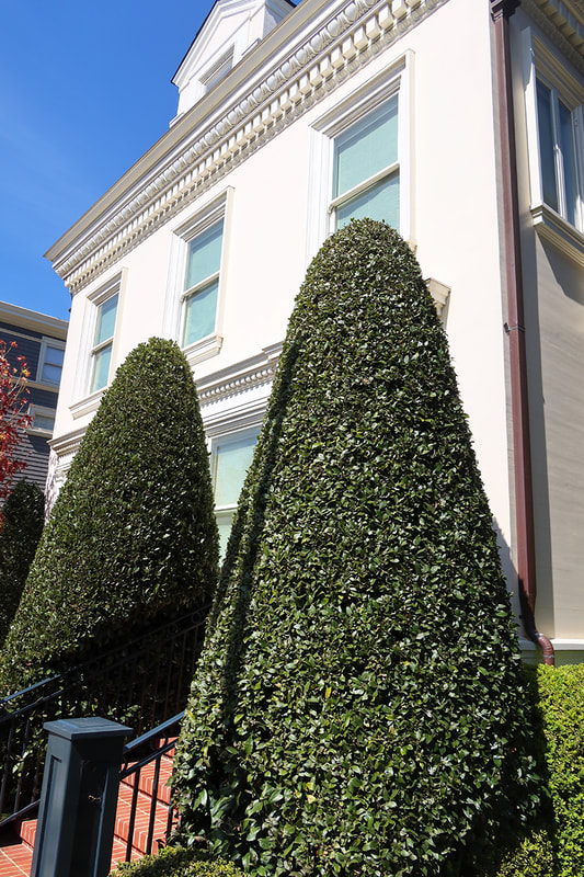 two cone shaped bushes