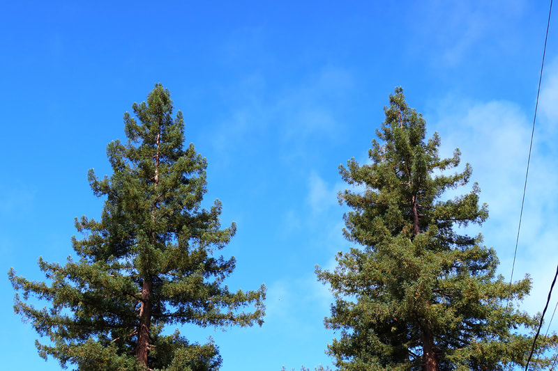 two redwood trees