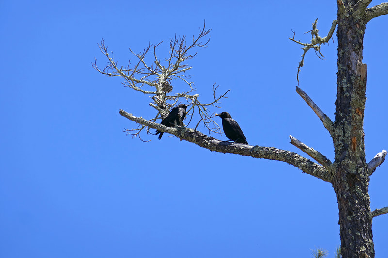 two crows on tree branch
