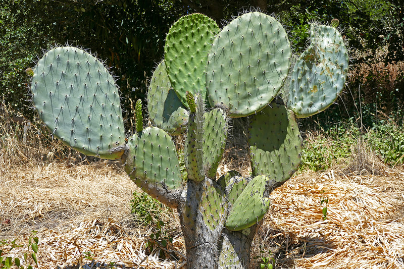 cactus in dry grass