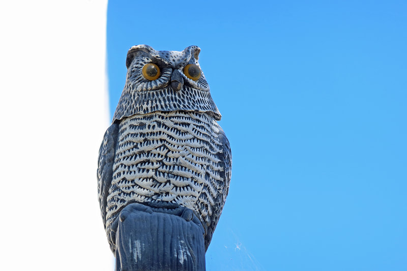 Plastic Owl