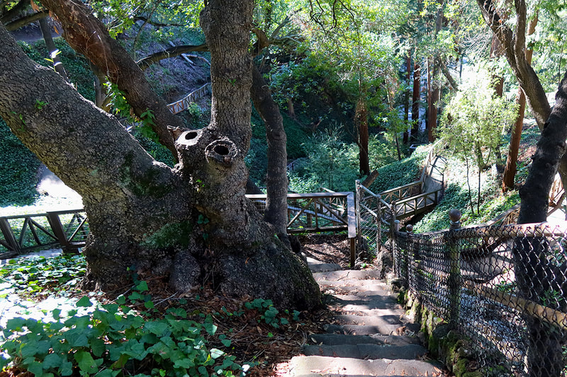 winding stairs into trees